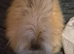 Full Face Angora buck