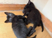 Kittens for sale