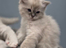 Pedigree Ragdoll kittens