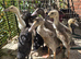 Indian Runner Ducklings
