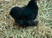 Black POL pekin hens