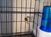 Owl finch