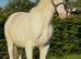 Amber champagne tobiano  Colt