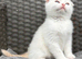 Scottish fold kittens boy