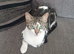 Male and female cats looking for new home