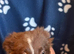 Collie x Huntaway puppies