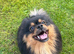 10 months old boy looking forever home