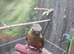 Baby Tame yellow sided green cheek conure