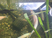Pond fish