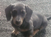 Blue- Tan Mini Dachshund