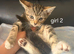 Gorgeous ragdol x bengal kittens