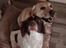 Bonnie &ndash; Looking for Her Forever Home