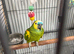 Amazon parrot