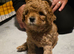 6 beautiful cavapoo puppies