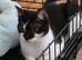 Urgent Loving Girl Looking for New Home