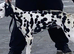 KC Dalmatian for Stud