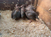 Guinea fowl keets