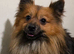 Adult Dogs Looking for Their Forever Homes