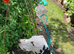 Nila the Dalmatian for sale