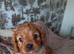 F1b cavapoo puppies