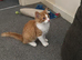 A beautiful male ginger and whitekittens for sale