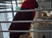 Eclutus parrot female