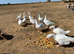Young Embden geese for sale