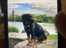 Top pedigree kc reg Rottweiler for top bloodline show parents