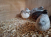 Mixed Chinese Painted Quail