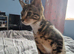 Kitty for rehomeing