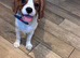 Gorgeous Cav Puppies