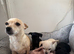 Chihuahua cross puppies for sale