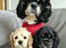 One puppy left due to time wasters