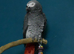 Beautiful african grey boy