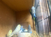 Young and old budgies