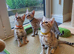 Very Beautiful TICA Registered Bengal Kittens.