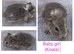 baby girl guinea pigs