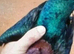 RARE GREEN WING ARCHANGEL PIGEONS