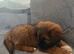 Caucasian shepherd puppy
