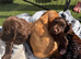 Cocker spaniel Puppies