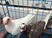 English Barbs for Sale &ndash; Birmingham