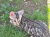 TICA Registered Bengal Kittens – Ready for Loving Homes