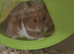Male Syrian and enclosure