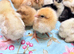 Chicken chicks