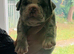 8 Olde tyme bulldogge pups