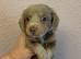2 beautiful long coat miniature dachshund pups