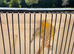 Nice pair canary for sale