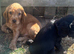 Working cocker spaniels