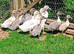 Swedish Ducklings/Ducks 2026 hatch