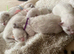 Beautiful Ragdoll Kittens